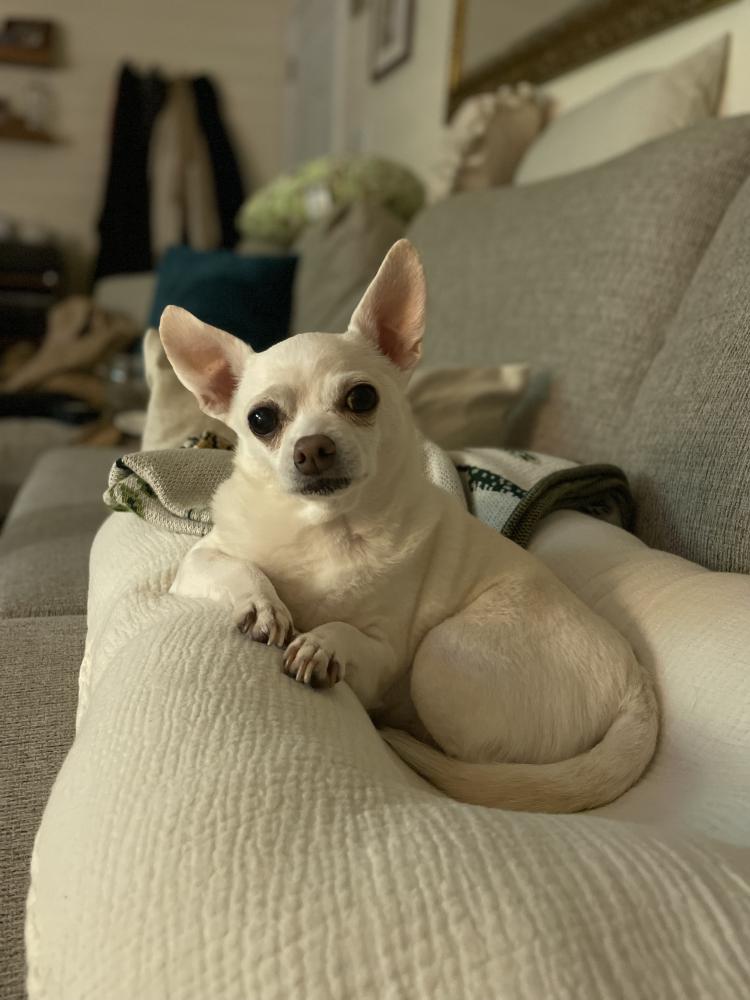 Image of Bella, Lost Dog