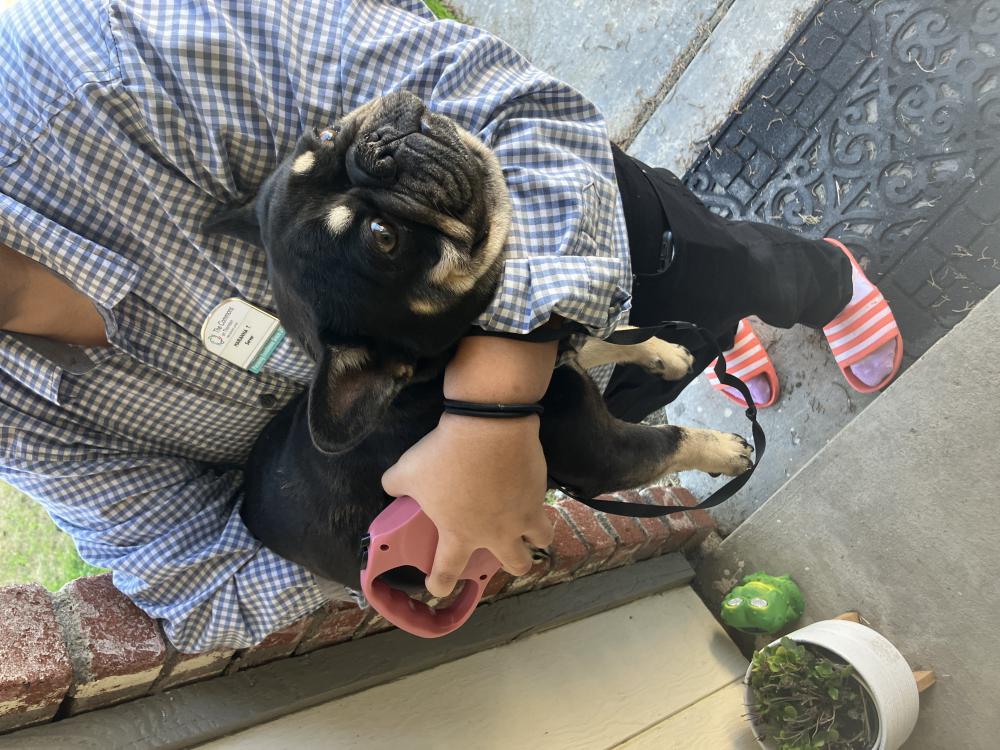 Image of Unknown, Found Dog