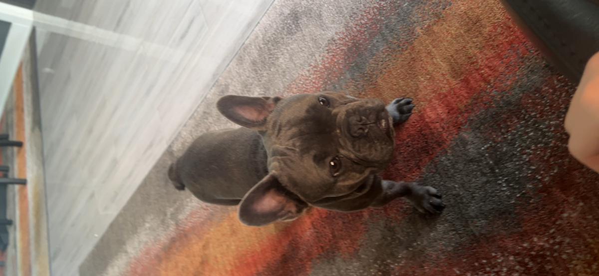 Image of Deuce, Lost Dog