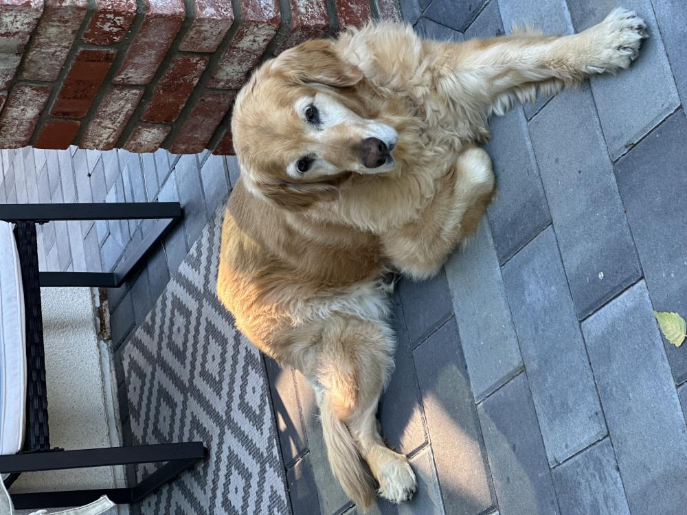 Image of Goldy, Lost Dog