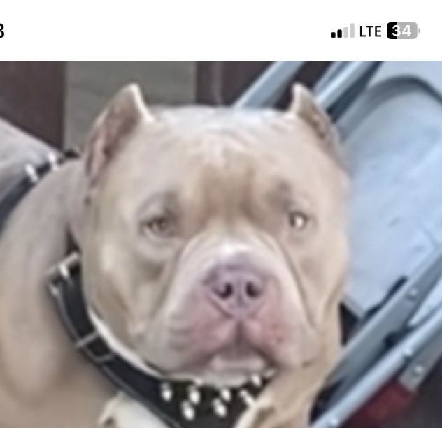 Image of Pup, Lost Dog