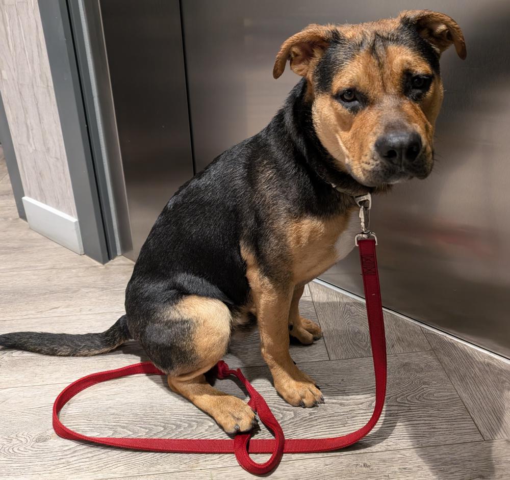 Image of unknown, Found Dog
