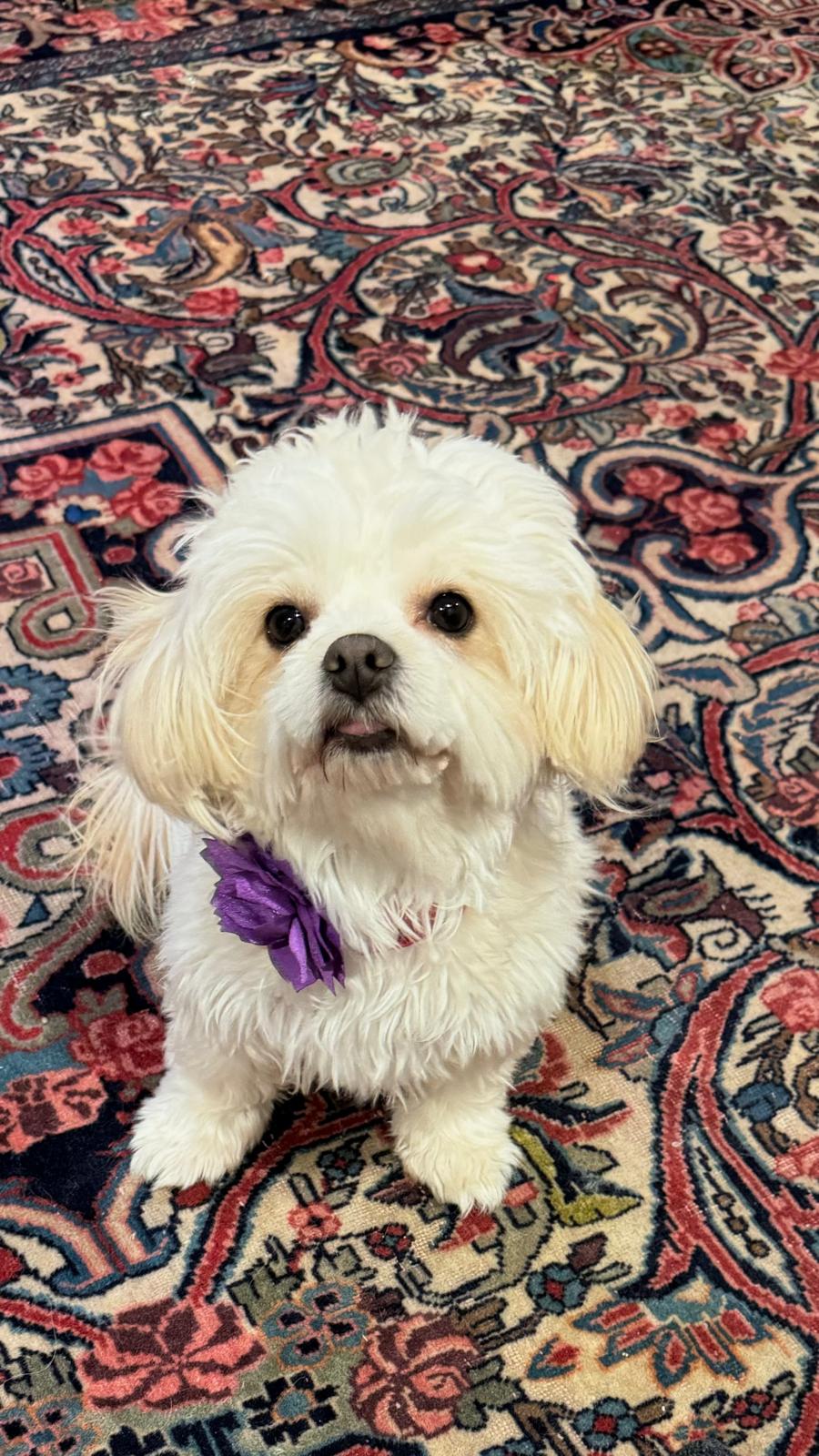 Image of Luna, Lost Dog
