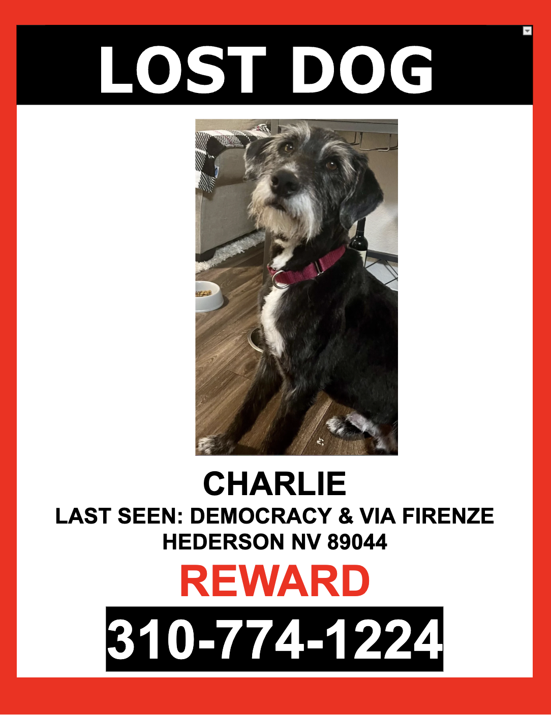 Image of CHARLIE, Lost Dog