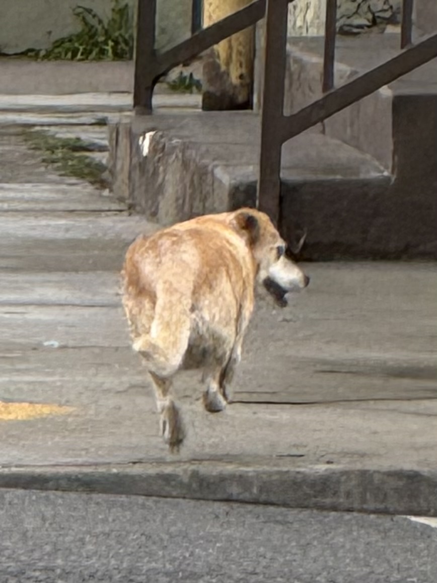 Image of unknown, Found Dog