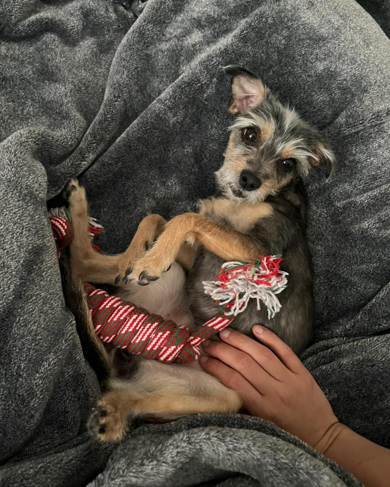 Image of Sookie, Lost Dog