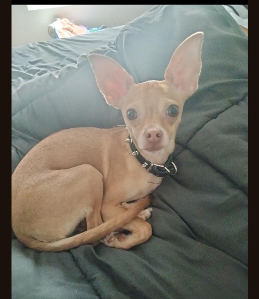 Image of Dobby, Lost Dog
