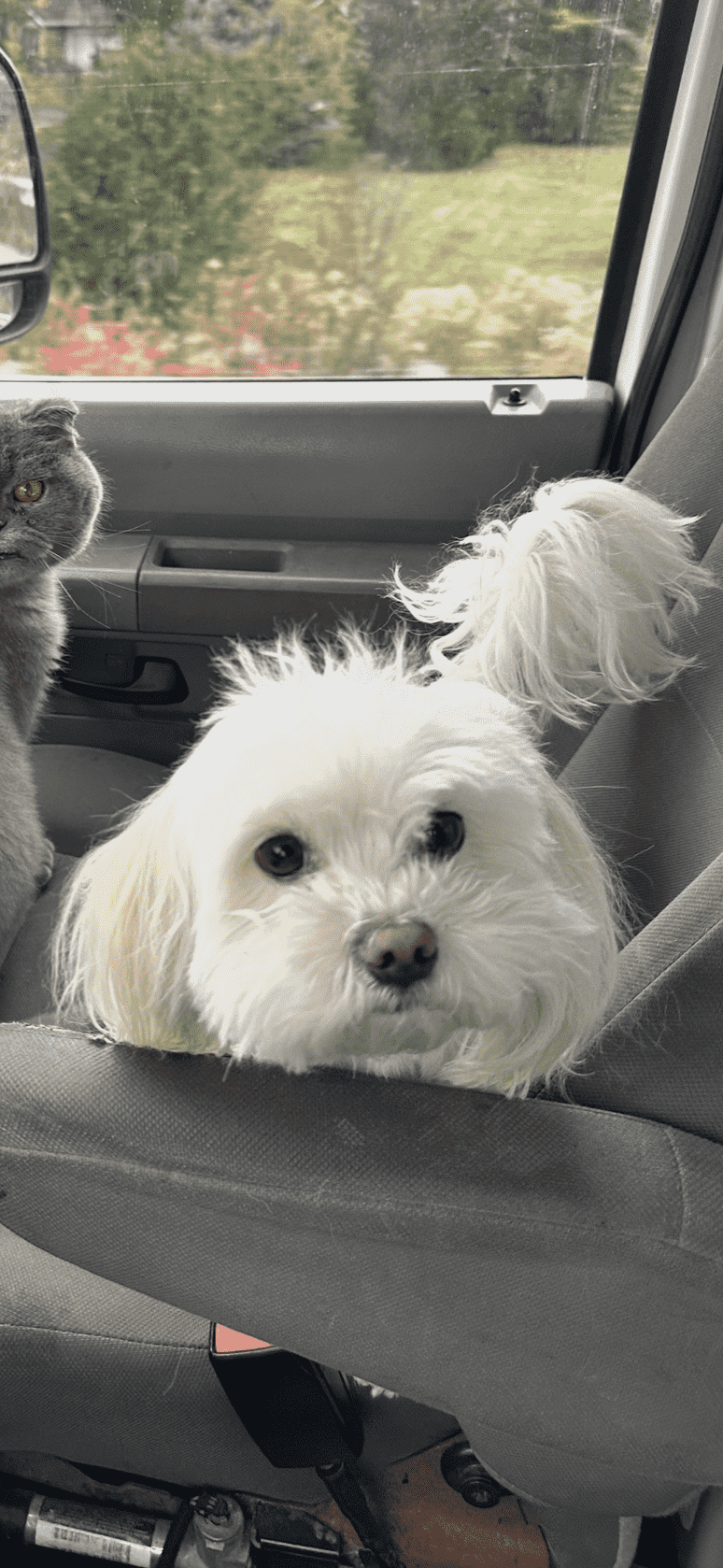 Image of Flash, Lost Dog