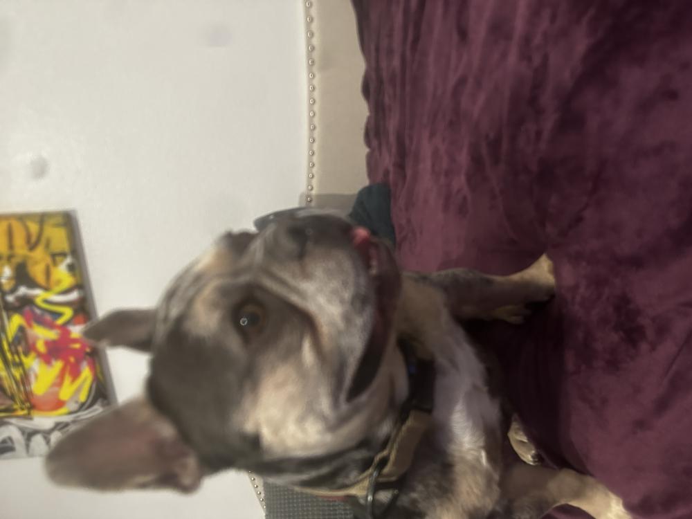 Image of Unknown, Found Dog