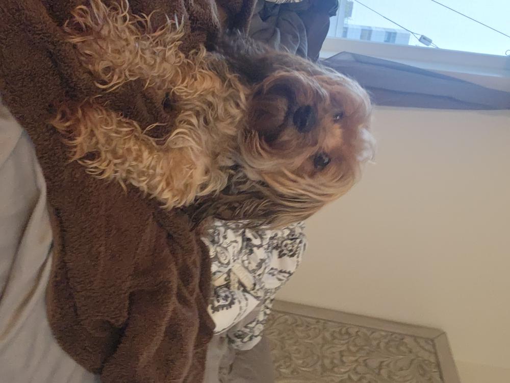 Image of Cupcake, Found Dog