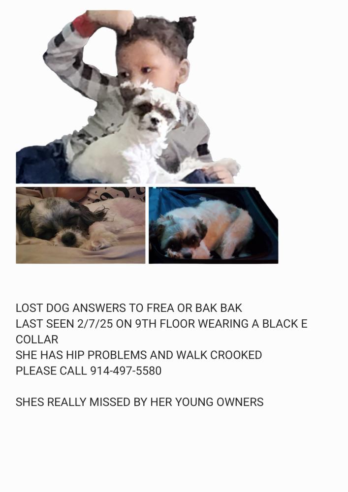 Image of Frea aka BAK BAK, Lost Dog