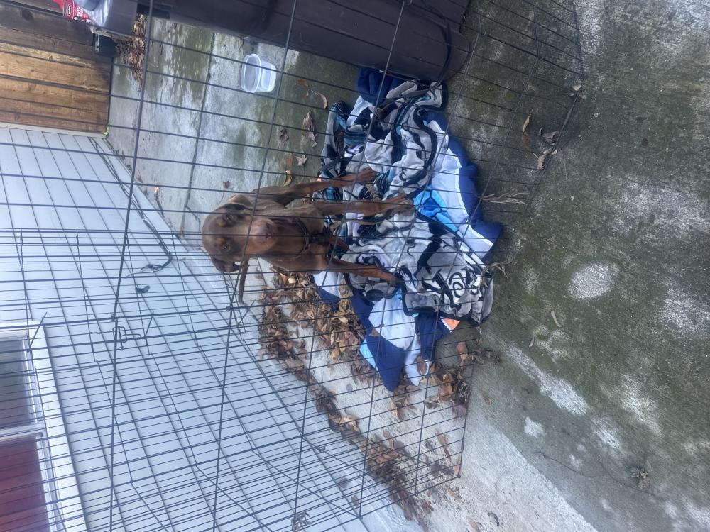Image of Unknown, Found Dog