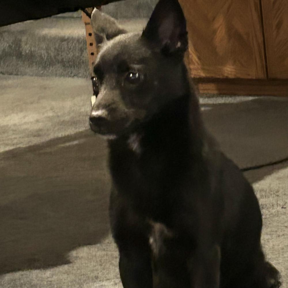 Image of Unknown, Found Dog