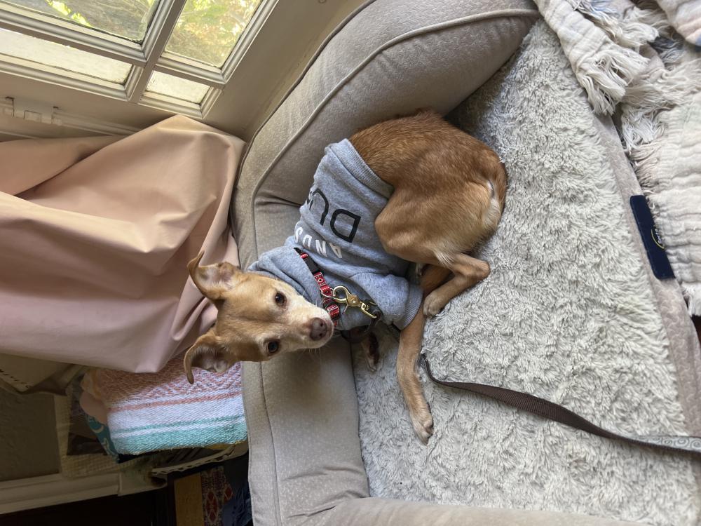 Image of Unknown, Found Dog