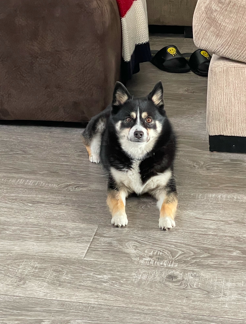 Image of Remi, Lost Dog