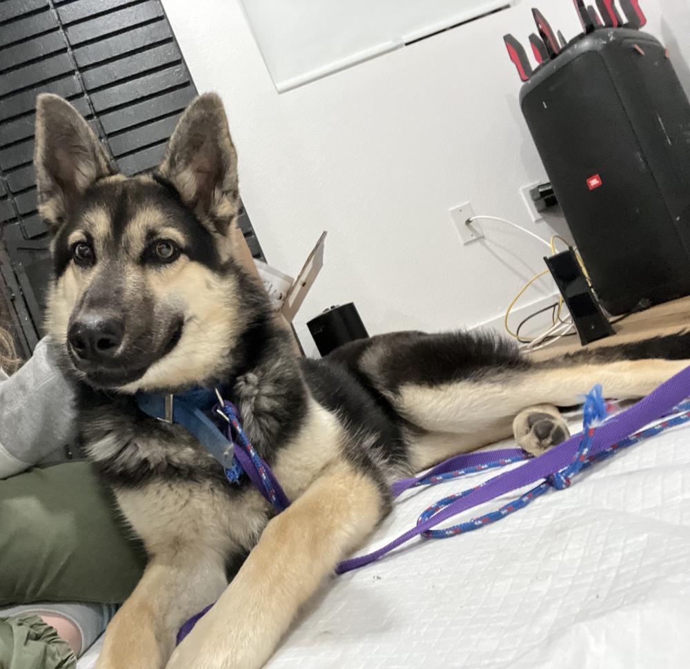 Image of unsure, Found Dog