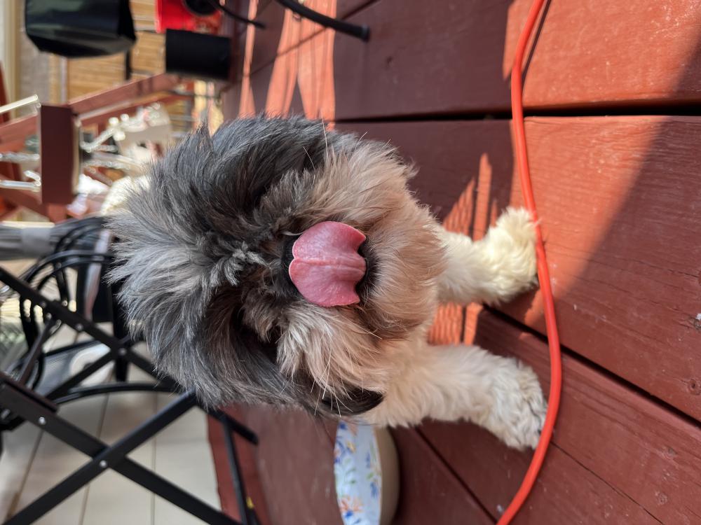Image of Unknown, Found Dog