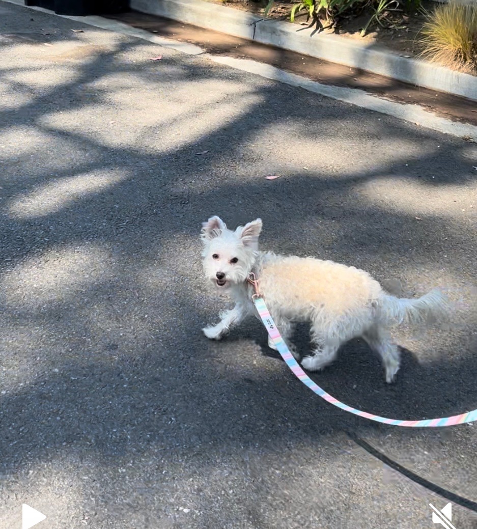 Image of Macy, Lost Dog