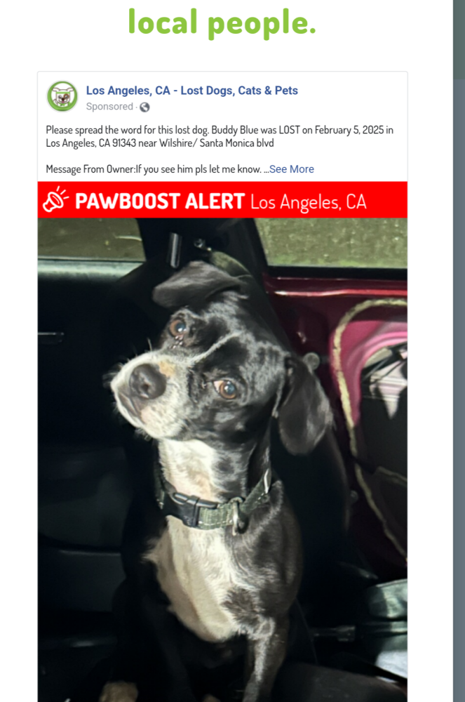 Image of Buddy Blue, Lost Dog