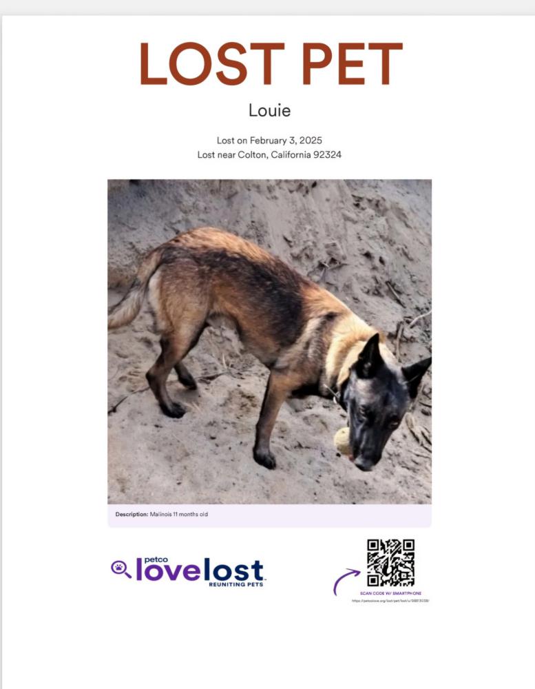 Image of Louie, Lost Dog