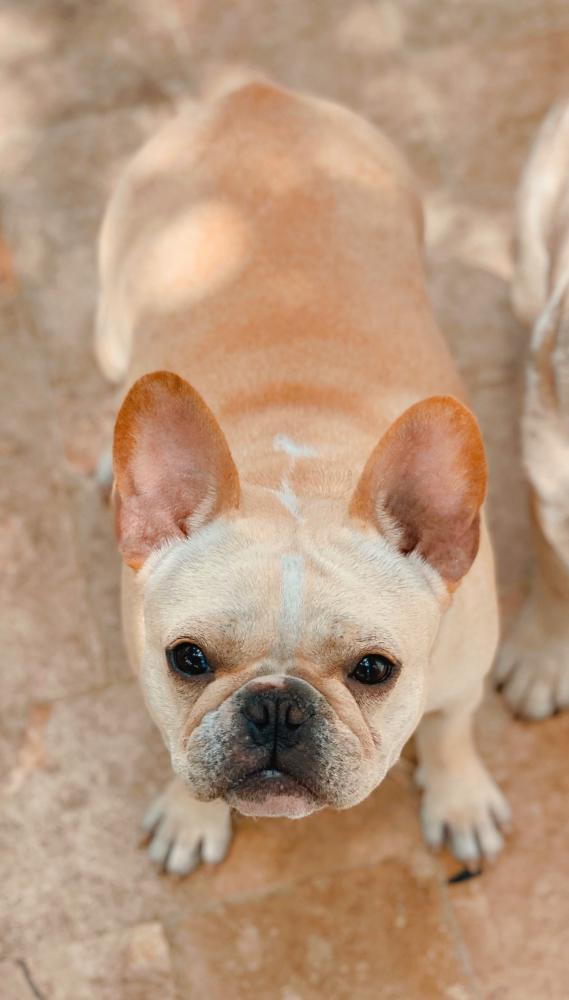 Image of Gaea, Lost Dog