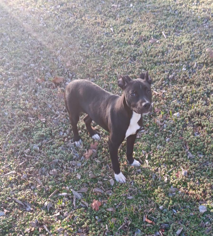 Image of Unknown, Found Dog