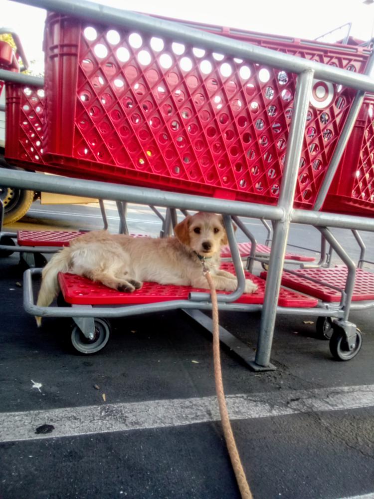 Image of Thunder, Lost Dog