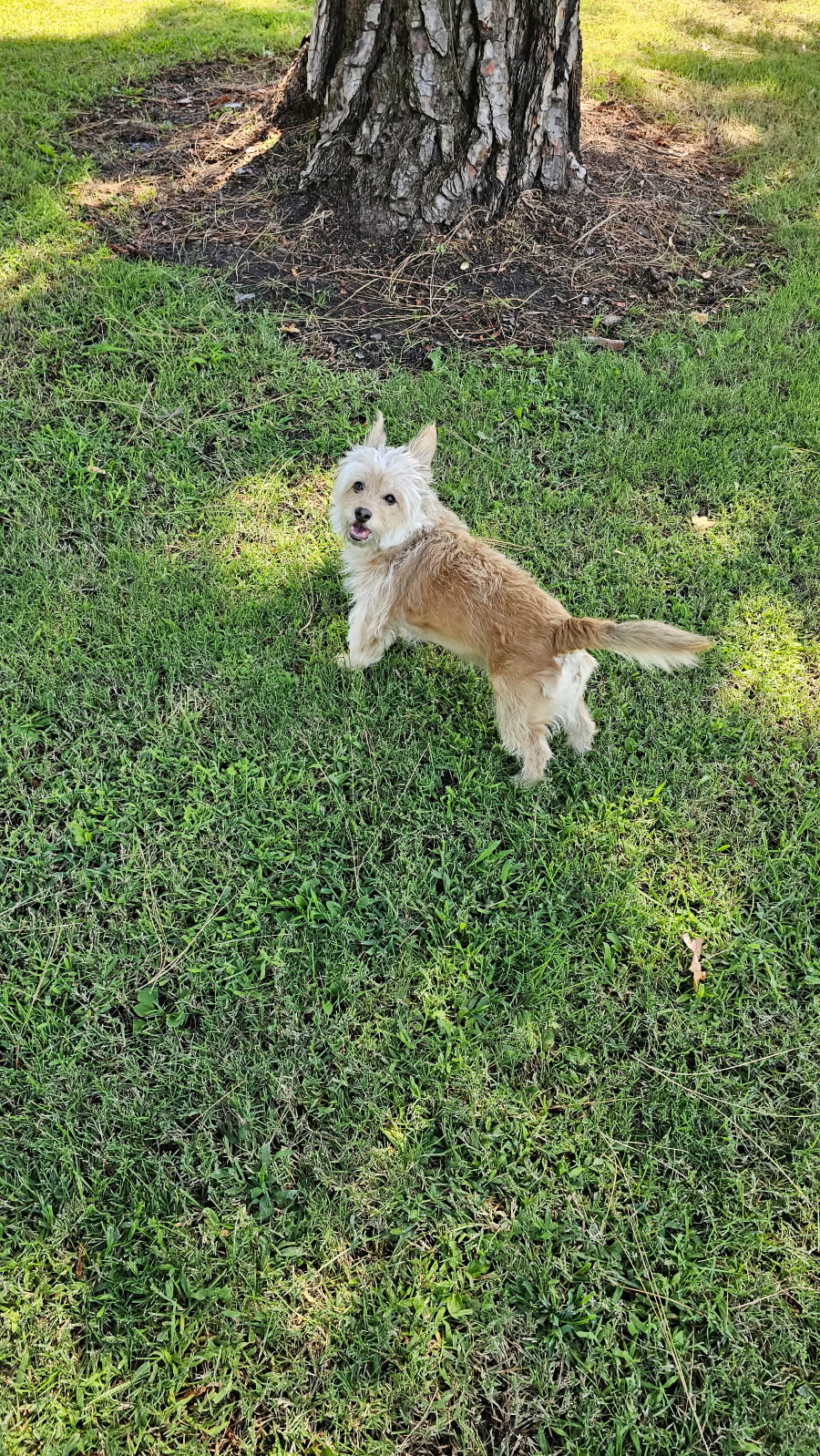 Image of Cleo, Lost Dog