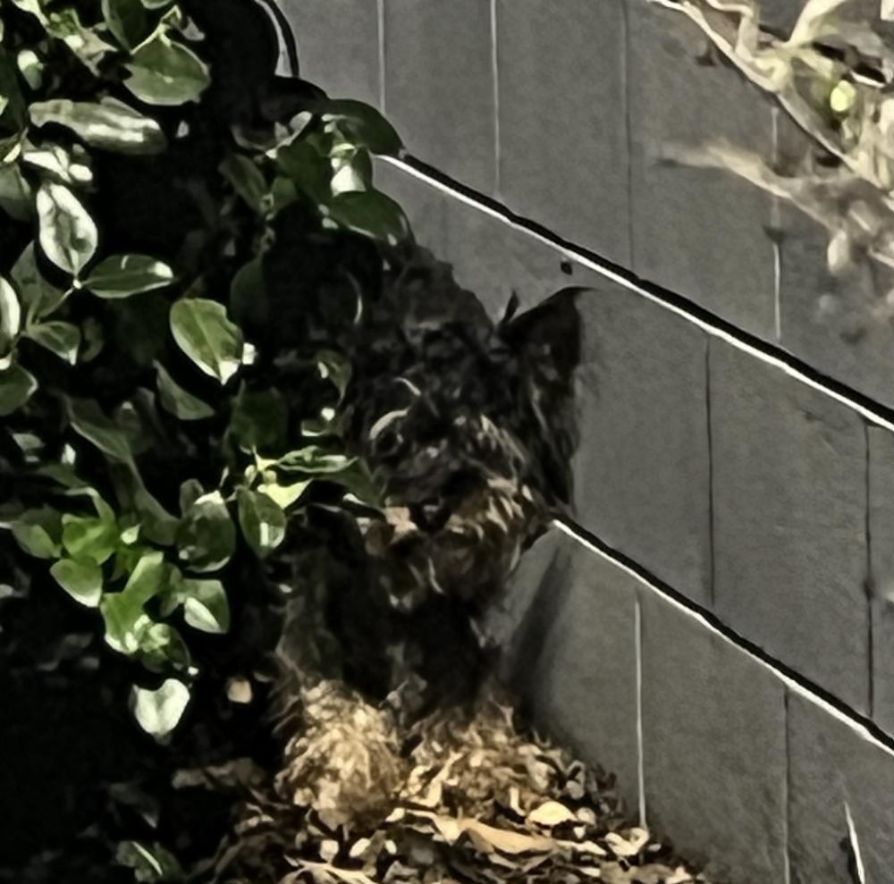 Image of Unknown, Lost Dog