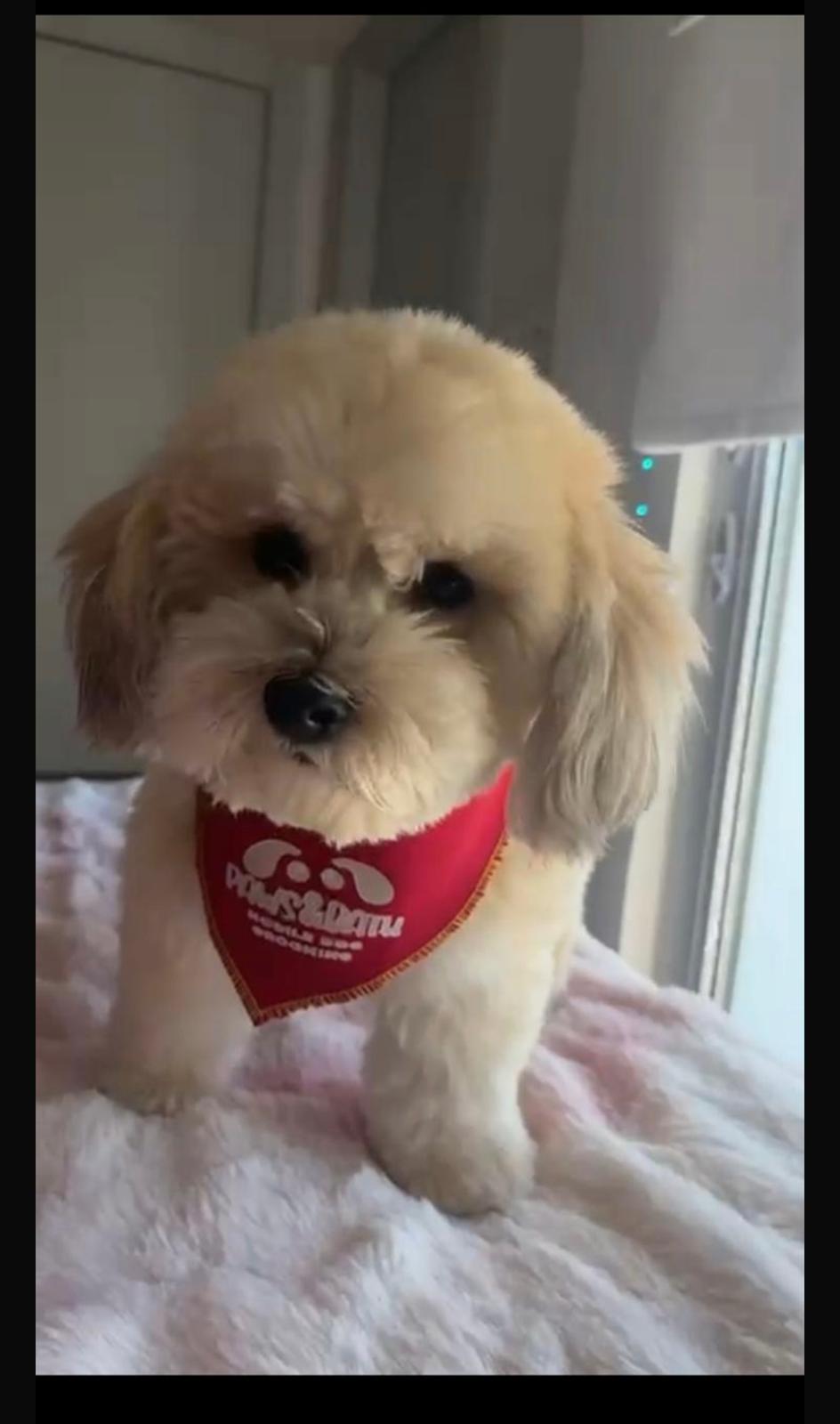 Image of Yuna, Lost Dog