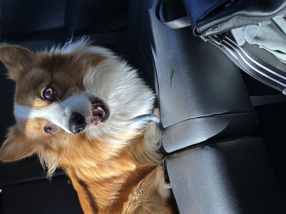Image of Unknown, Found Dog