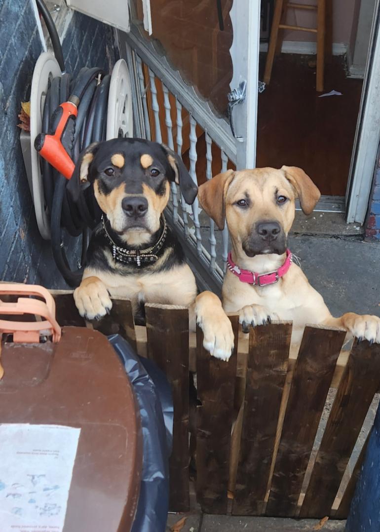 Image of Amiri/Chyna, Lost Dog