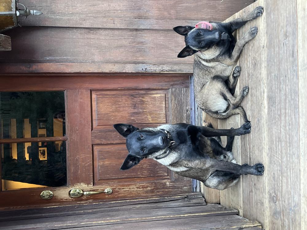 Image of Max and Mia, Lost Dog