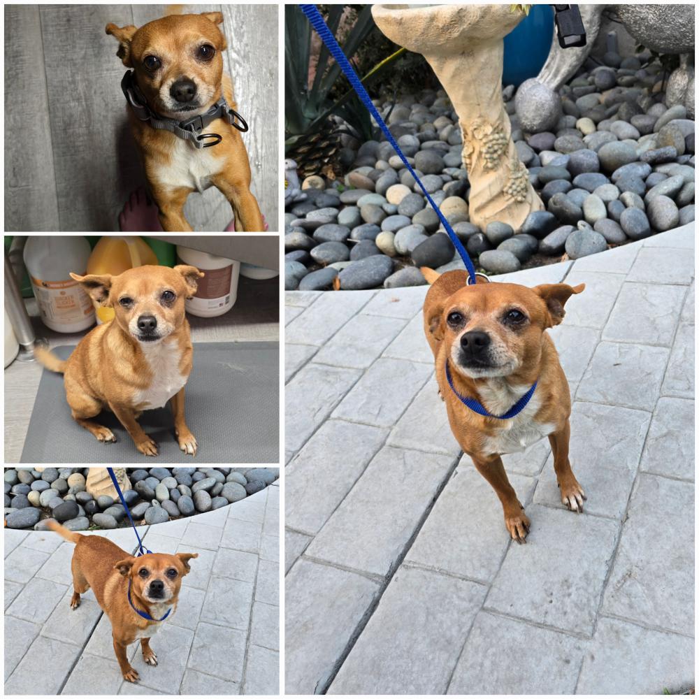 Image of Unknown, Found Dog