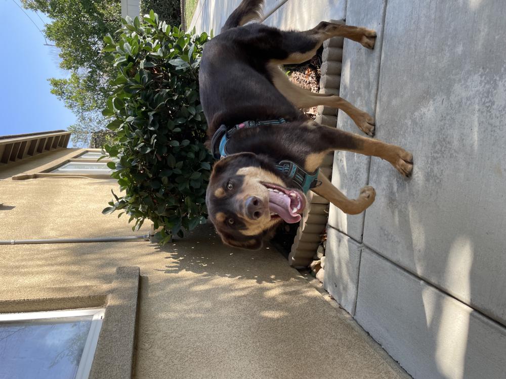 Image of Unknown, Found Dog