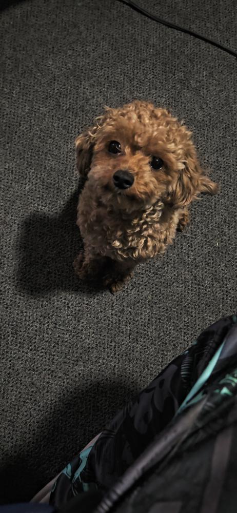 Image of Bella, Lost Dog