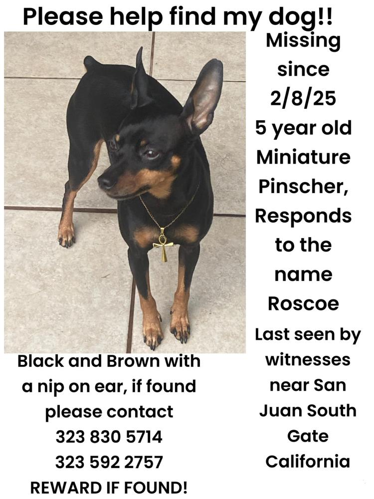 Image of Roscoe, Lost Dog