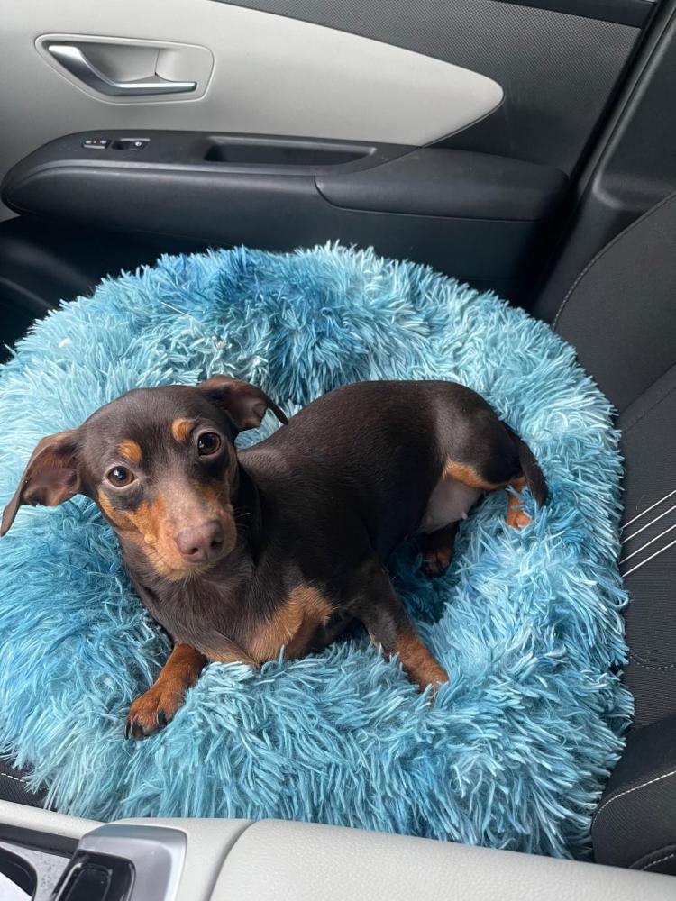Image of Ana, Lost Dog