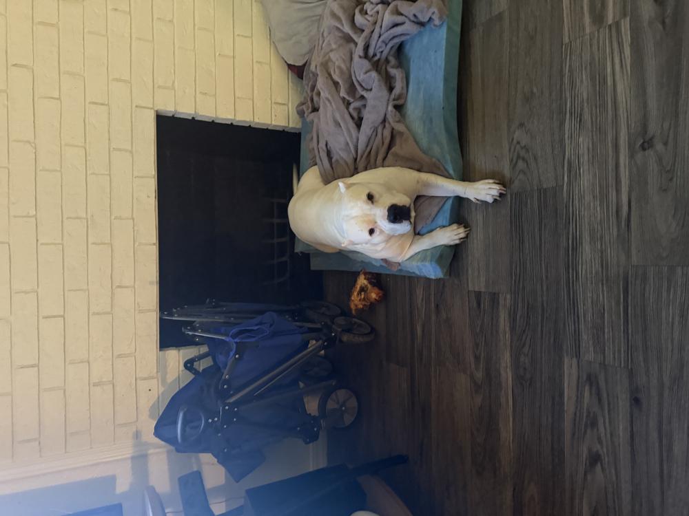 Image of Max, Lost Dog