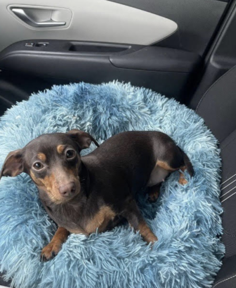 Image of Ana, Lost Dog