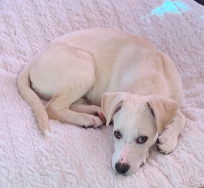 Image of Khne, Lost Dog
