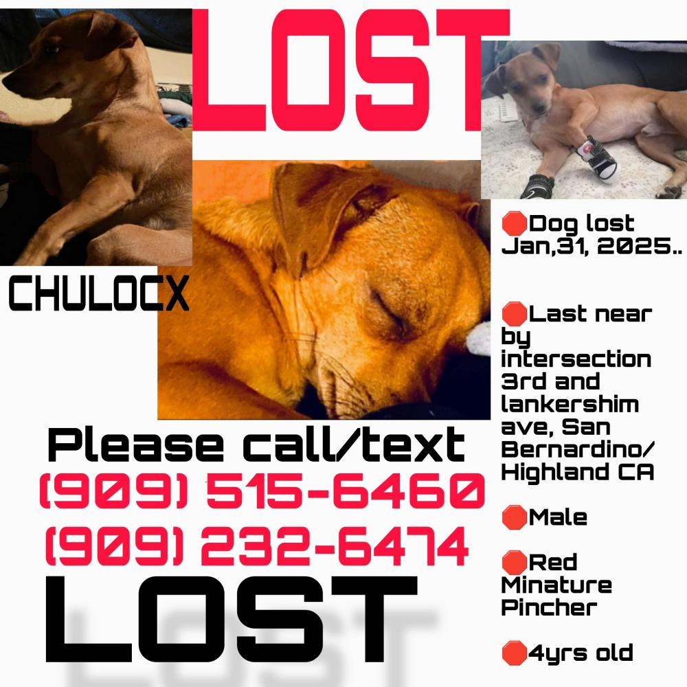 Image of Chulocx, Lost Dog