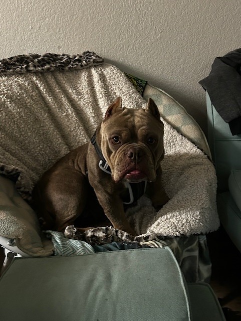 Image of Unknown, Found Dog