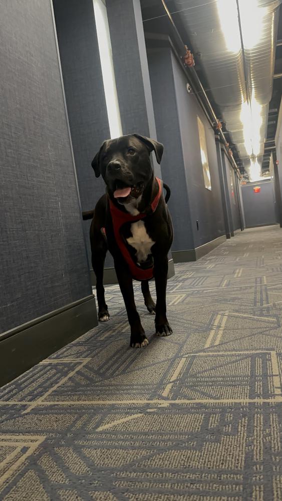 Image of Juggy, Lost Dog