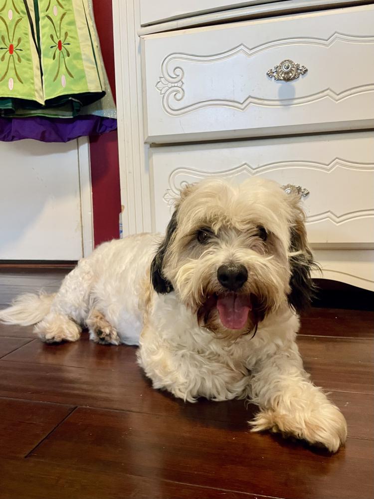 Image of Unknown, Found Dog