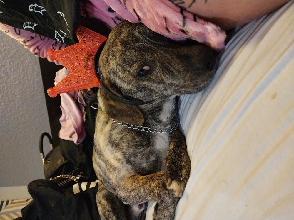 Image of Menace, Lost Dog