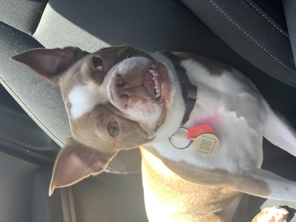Image of Lola, Lost Dog