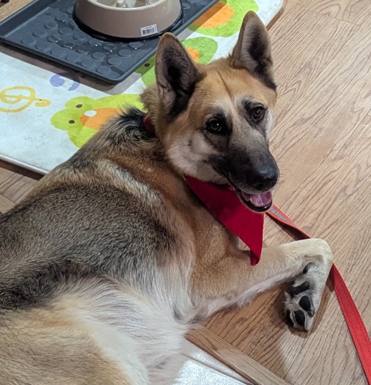Image of Unknown, Found Dog