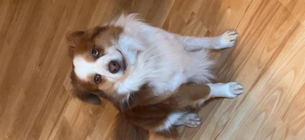 Image of Browner, Lost Dog