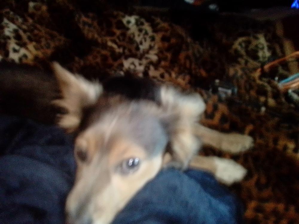 Image of Rufus, Lost Dog